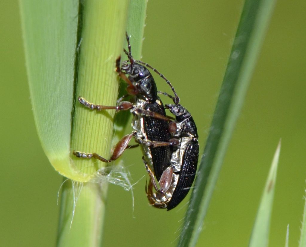 Plateumaris braccata, Chrysomelidae